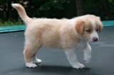 pippi